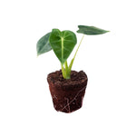 Alocasia Frydek P2 H15