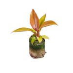 Philodendron McColley's Finale P3 H10