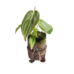 Philodendron Melanochrysum P2 H10