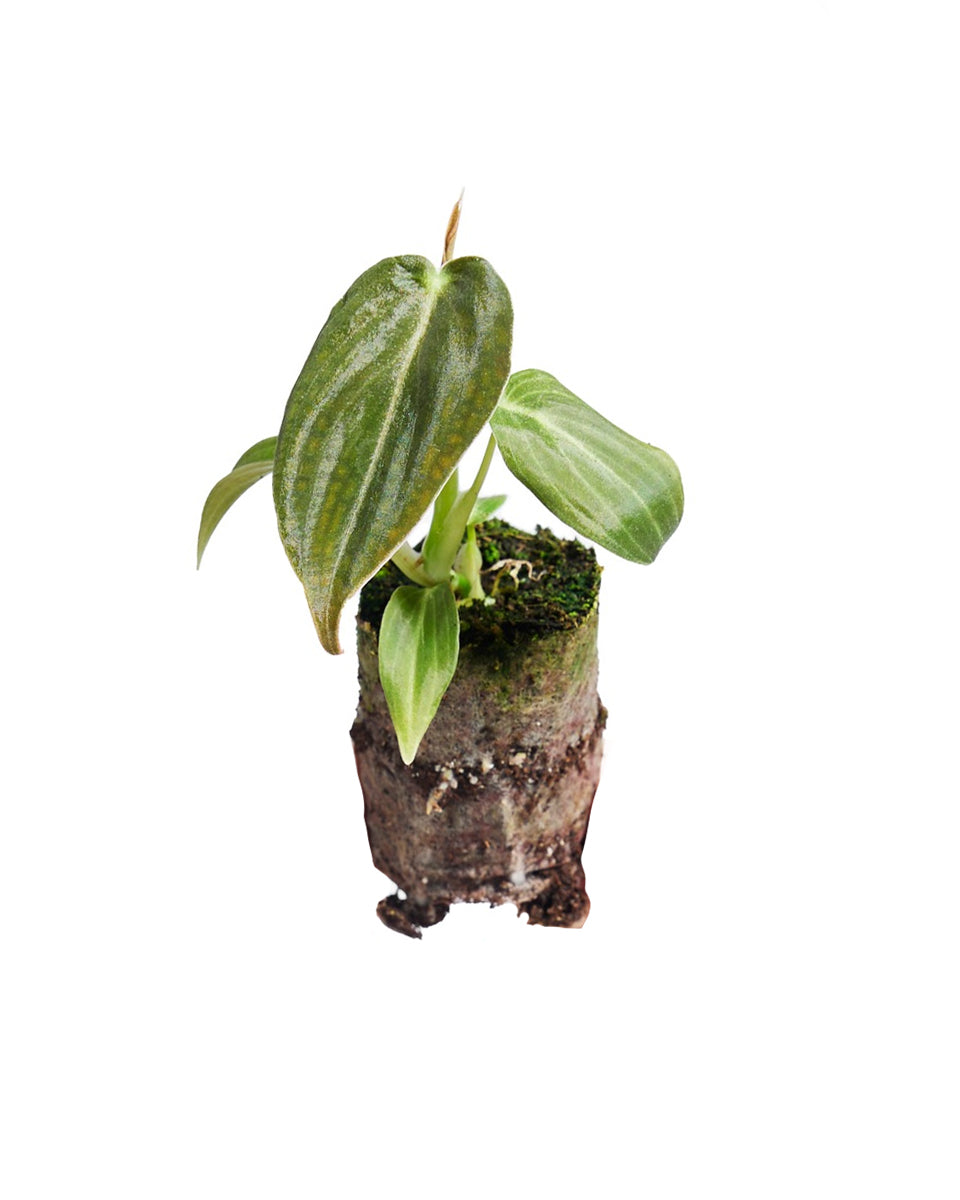 Philodendron Melanochrysum P2 H10