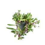 Senecio Herreianus Purple Flush P6 H12