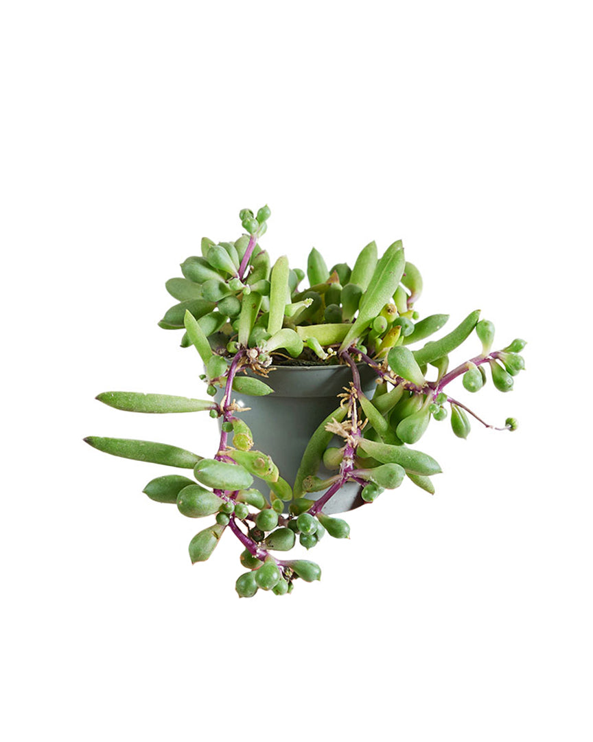 Senecio Herreianus Purple Flush P6 H12