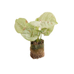 Syngonium Confetti P3 H15