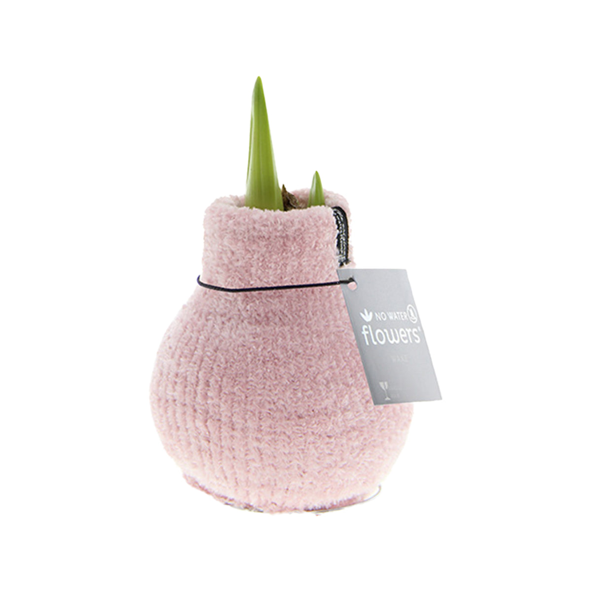 Amaryllis Bulb in Pink Knitted Decoration (Cozy Pink) P10 H20