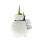 Amaryllis Bulb in White Knitted Decoration (Cozy White) P10 H20