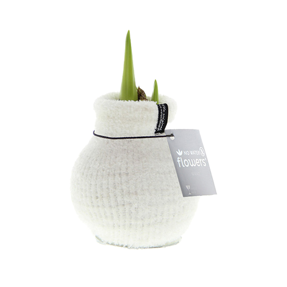 Amaryllis Bulb in White Knitted Decoration (Cozy White) P10 H20