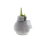 Amaryllis Bulb in Gray Knitted Decoration (Cozy Gray) P10 H20
