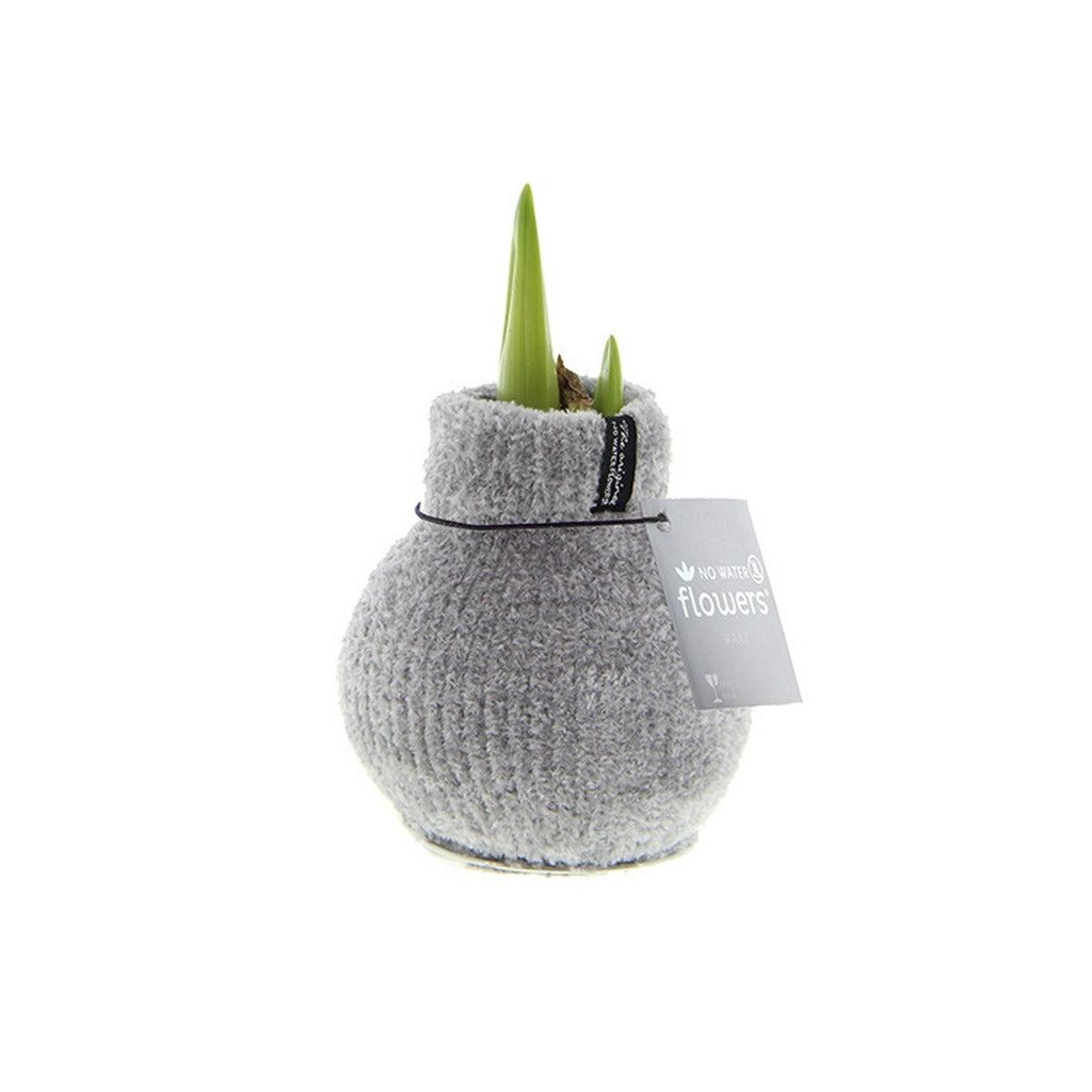 Amaryllis Bulb in Gray Knitted Decoration (Cozy Gray) P10 H20