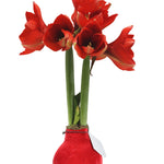 Amaryllis Bulb in Red Velvet (Velvet Red) P10 H20