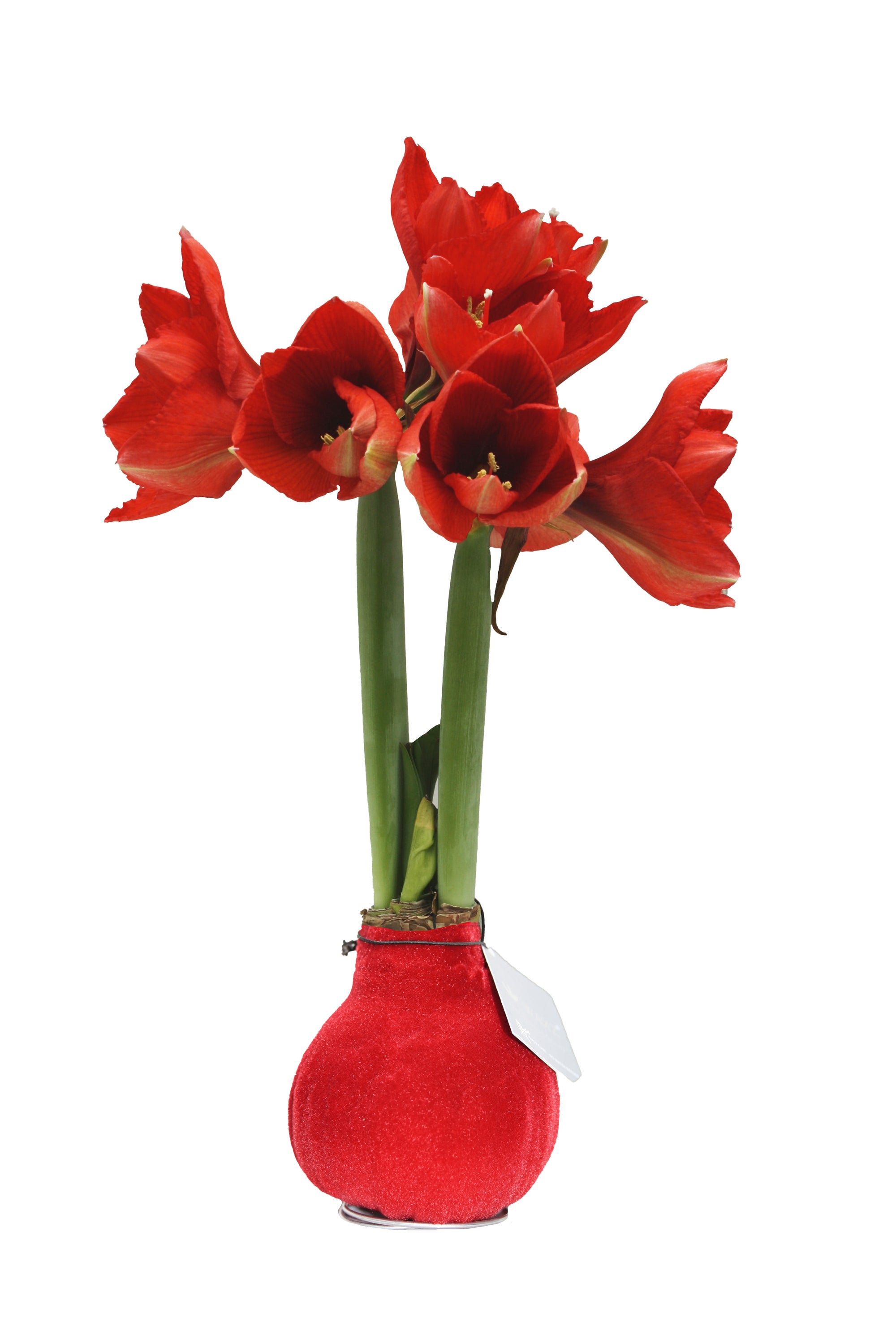 Amaryllis Bulb in Red Velvet (Velvet Red) P10 H20