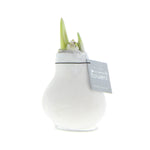 Amaryllis Bulb in White Velvet (Velvet White) P10 H20