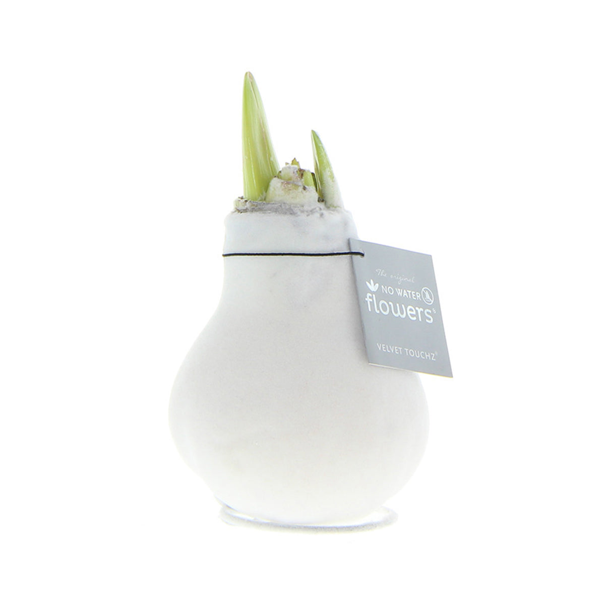 Amaryllis Bulb in White Velvet (Velvet White) P10 H20