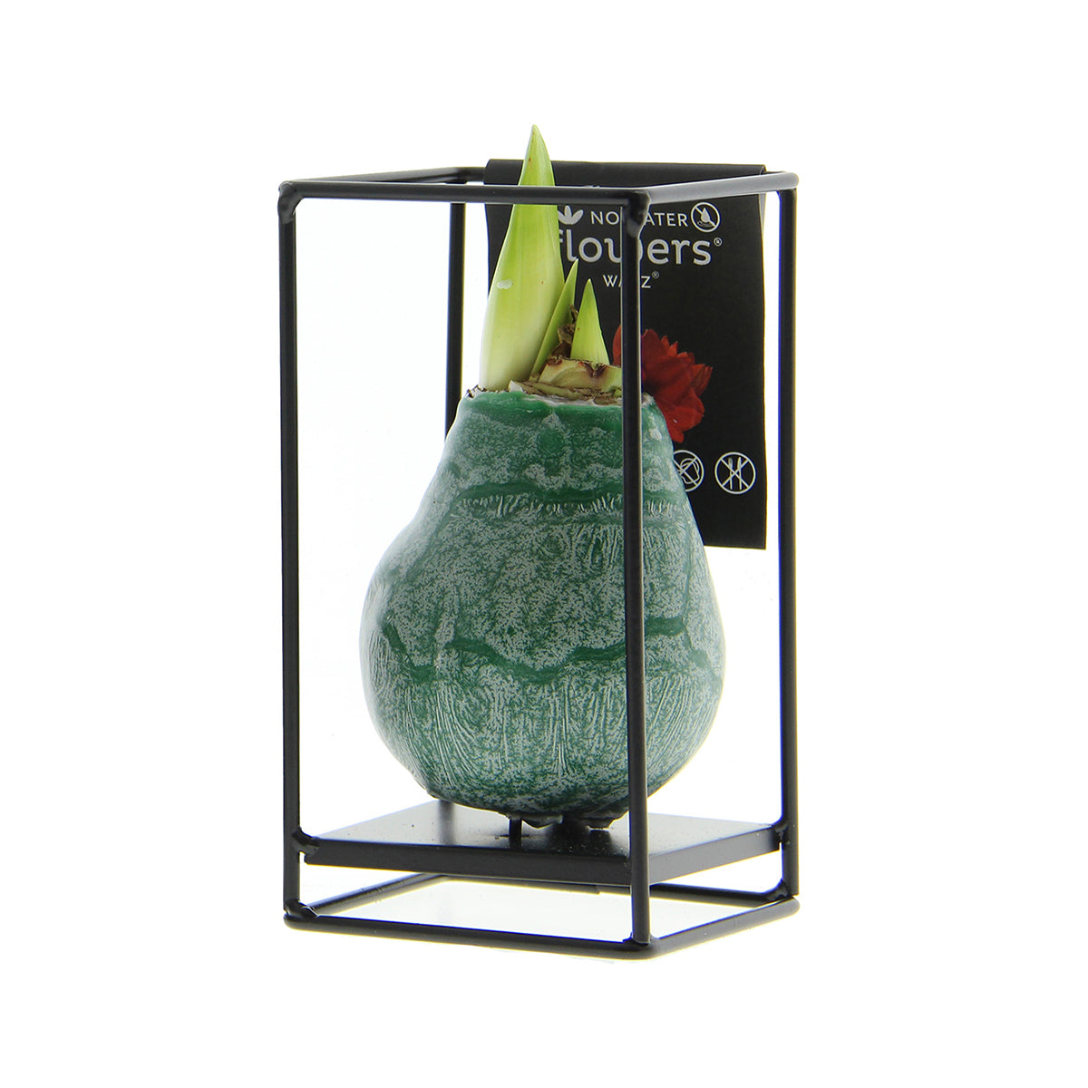 Amaryllis Bulb in Wax with Luxury Stand (Industrial Green) P10 H20