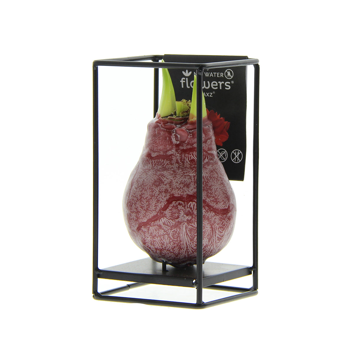 Amaryllis Bulb in Wax with Luxury Stand (Industrial Red) P10 H20