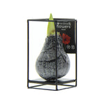 Amaryllis Bulb in Wax with Luxury Stand (Industrial Black)	P10	H20