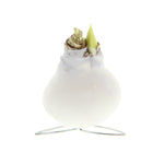 Amaryllis Bulb in White Wax (Kolibri White) P7 H15