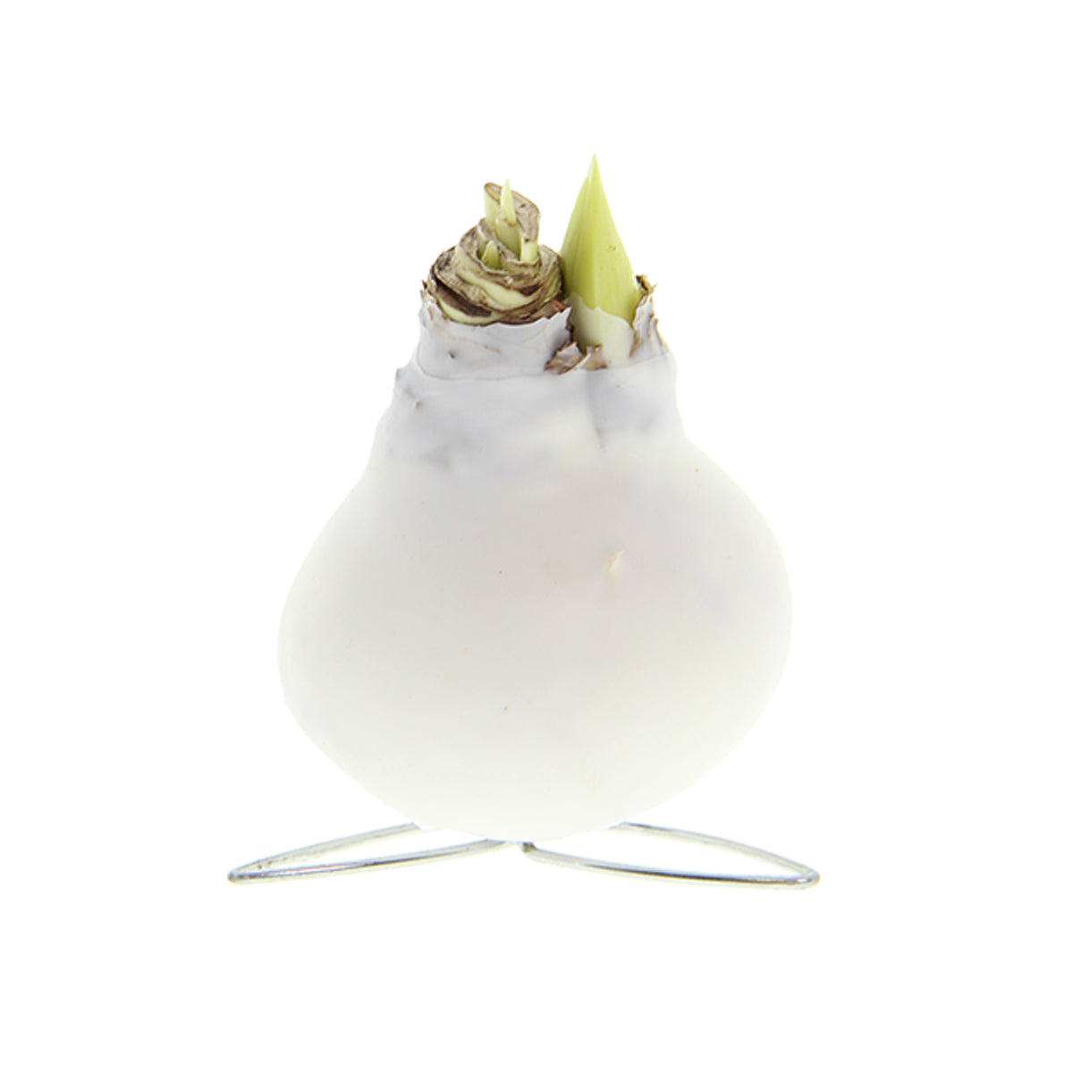 Amaryllis Bulb in White Wax (Kolibri White) P7 H15