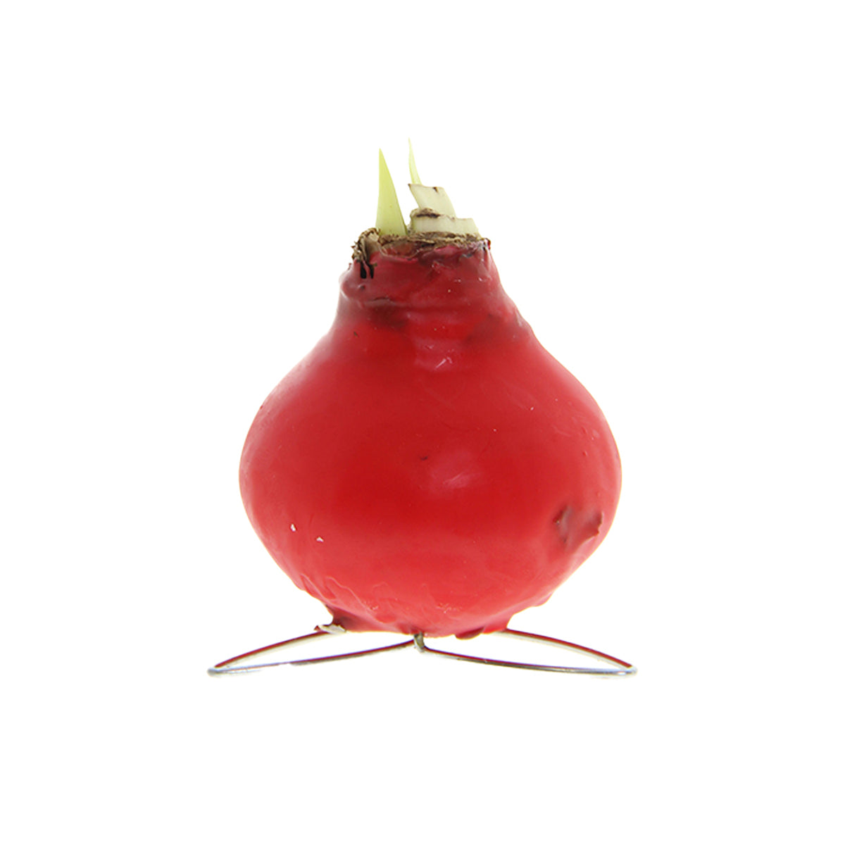 Amaryllis Bulb in Red Wax (Kolibri Red) P7 H15