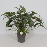 Philodendron 'Xanadu' P21 H50