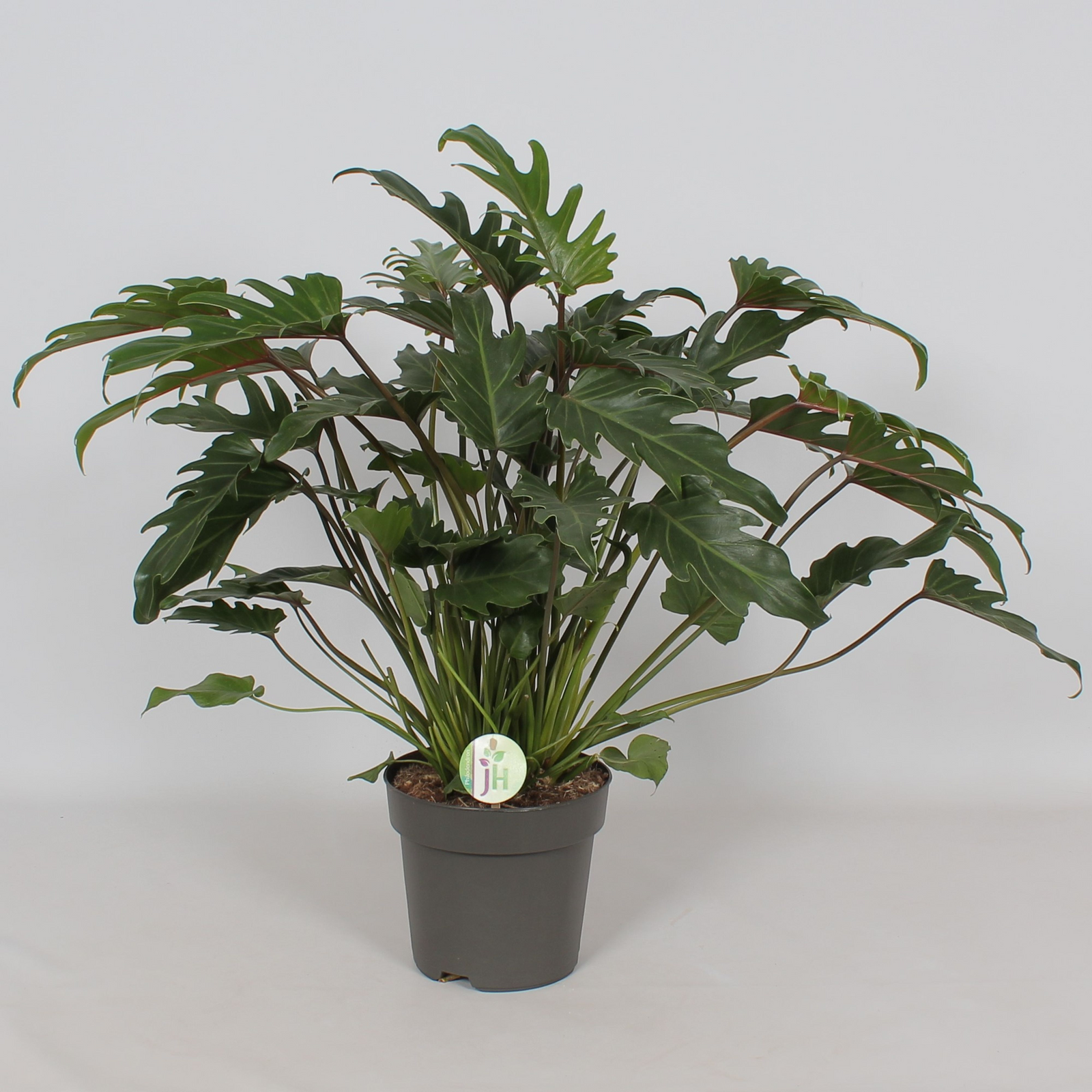 Philodendron 'Xanadu' P21 H50