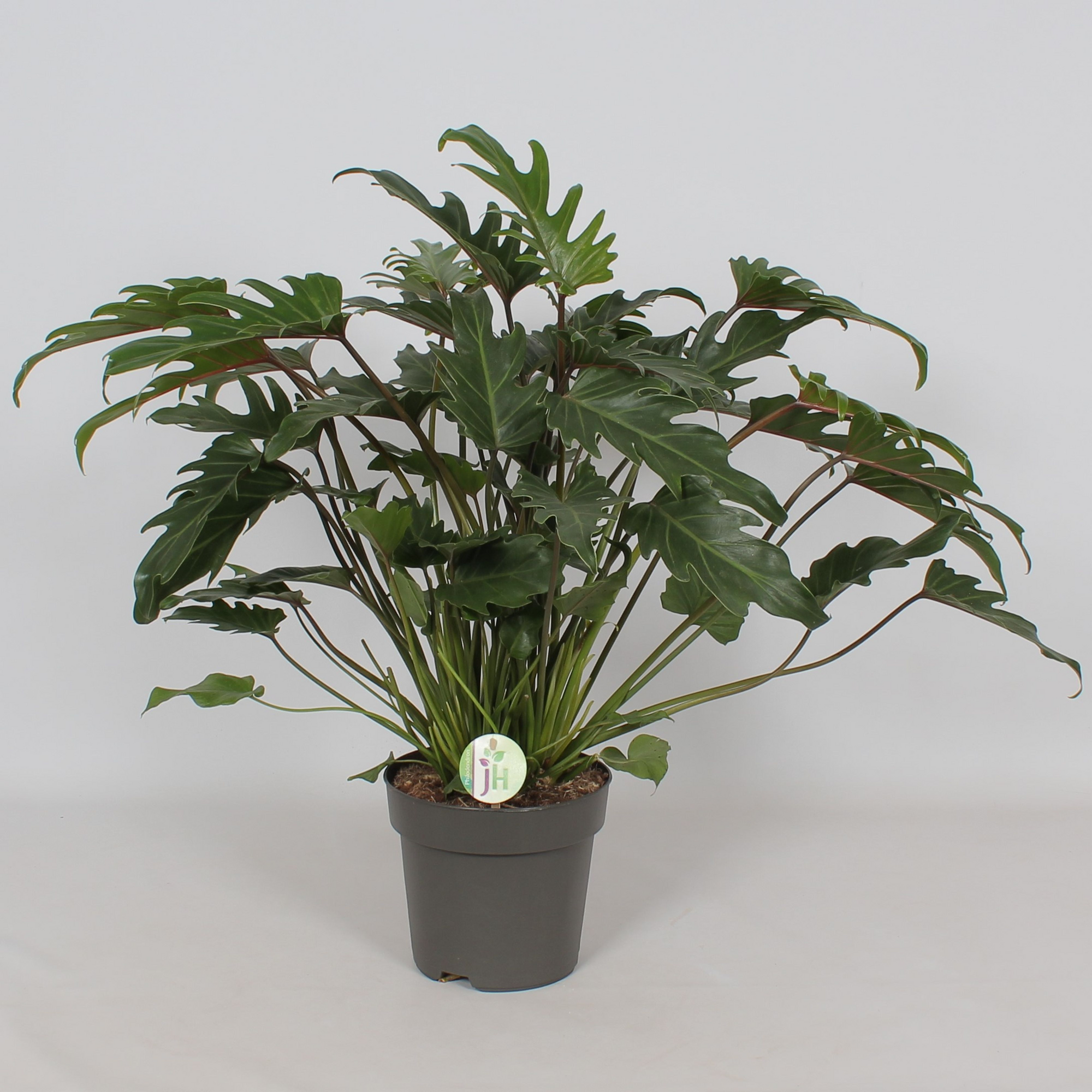 Philodendron 'Xanadu' P21 H50