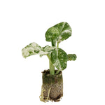 Alocasia Macrorrhiza Splash P5 H5