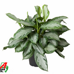 Aglaonema Silver Bay P24 H60