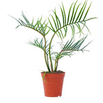 Philodendron Tortum	P12	H35