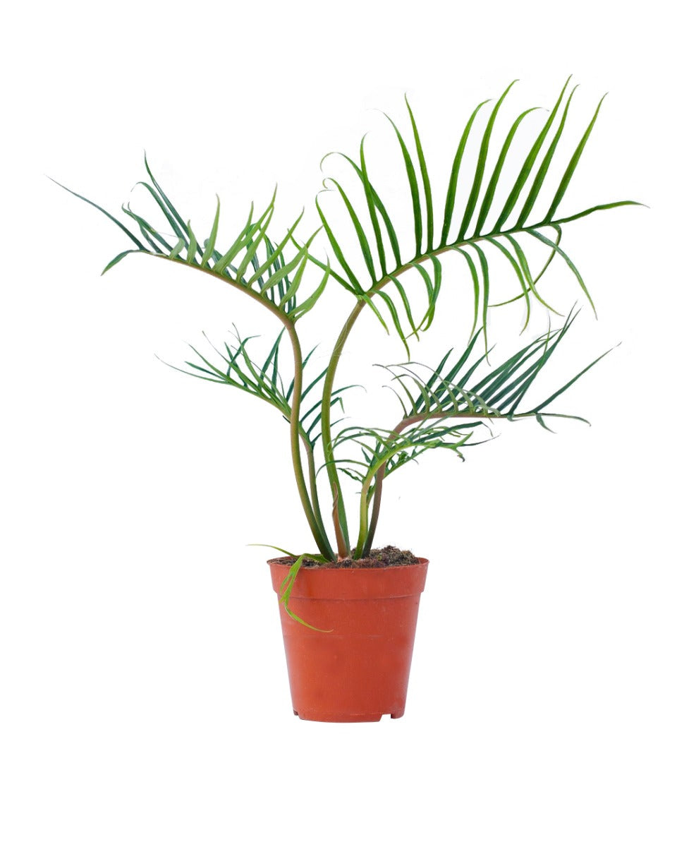 Philodendron Tortum	P12	H35