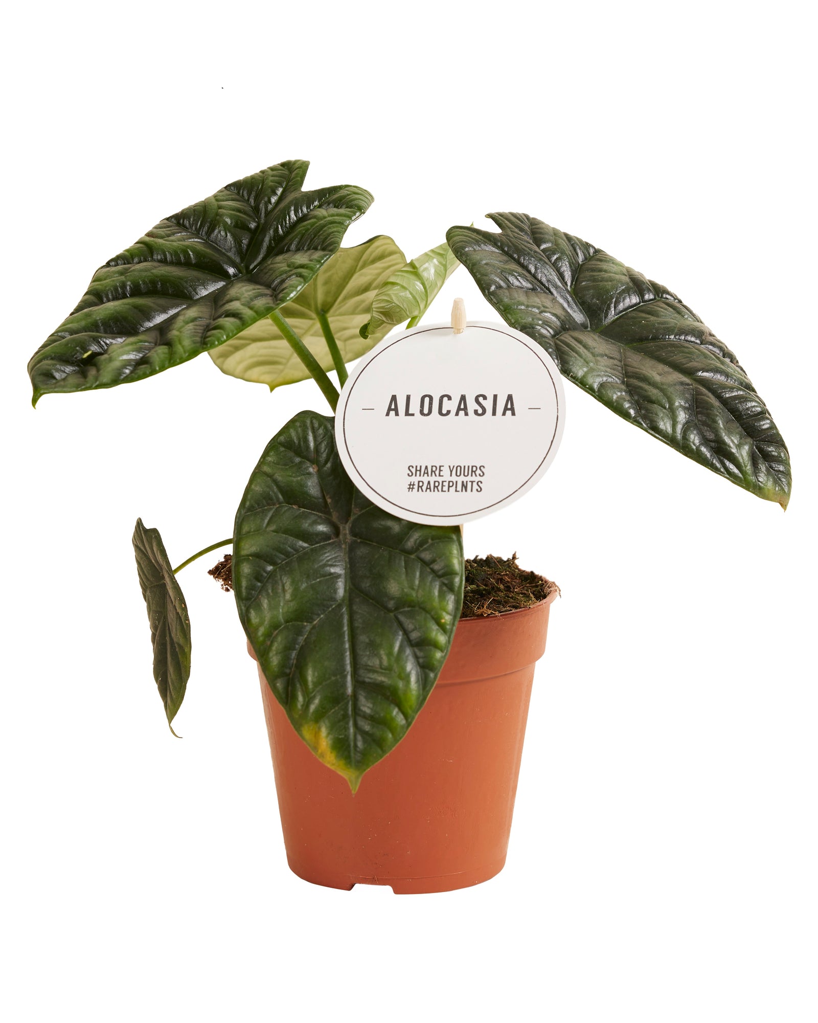 Alocasia	Sinuata P12 H25