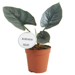 Alocasia Nebula P12 H25