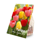 20x Tulipa Darwin Hybrid Mix (flower bulbs)