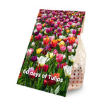 20x 60 days of Tulips (flower bulbs)