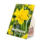 15x Narcissus Dutch Master (flower bulbs)