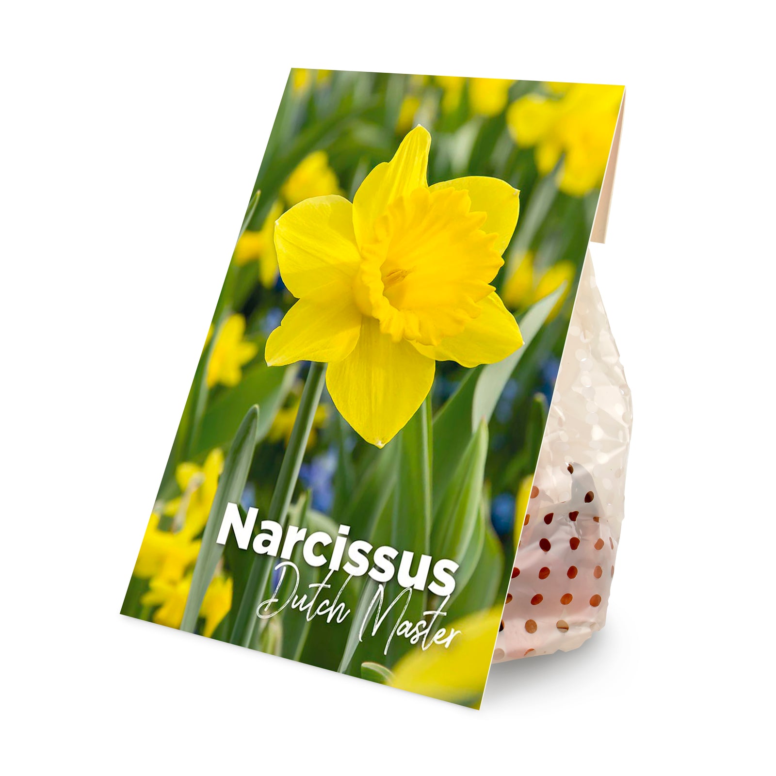 15x Narcissus Dutch Master (flower bulbs)