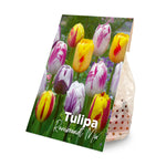 20x Tulipa Rembrandt Mix (flower bulbs)