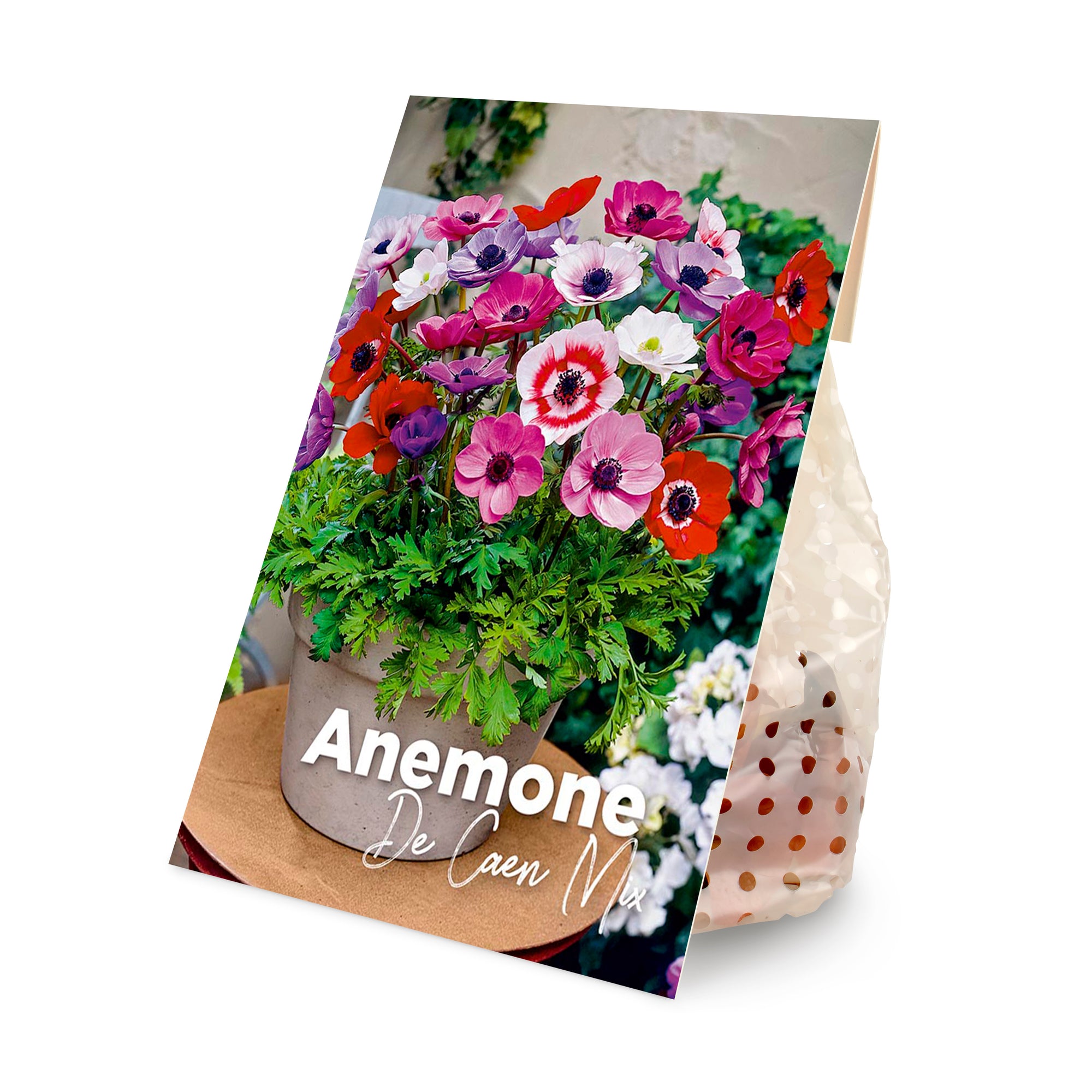 50x Anemone De Caen Mix (flower bulbs)