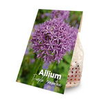 15x Allium Purple Sensation (flower bulbs)