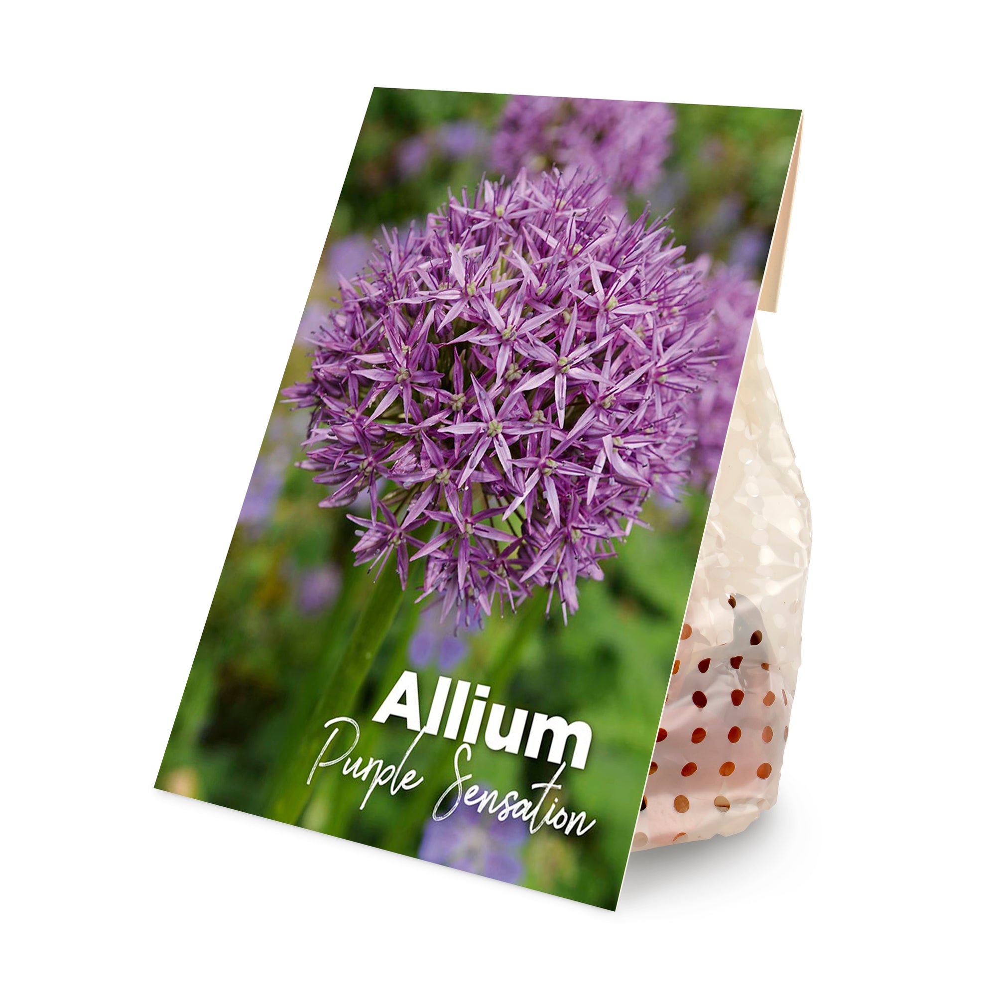 15x Allium Purple Sensation (flower bulbs)