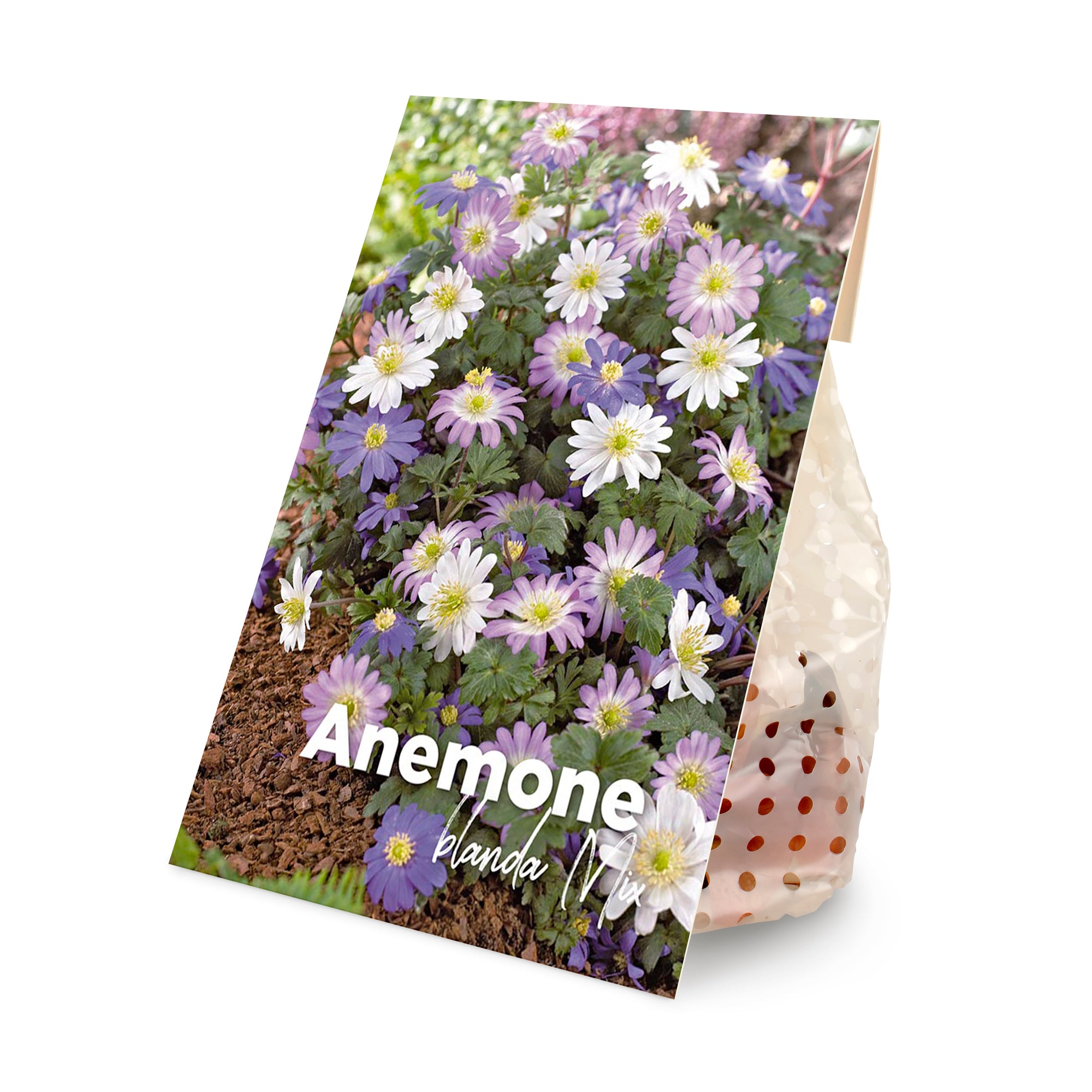 50x Anemone blanda Mix (flower bulbs)