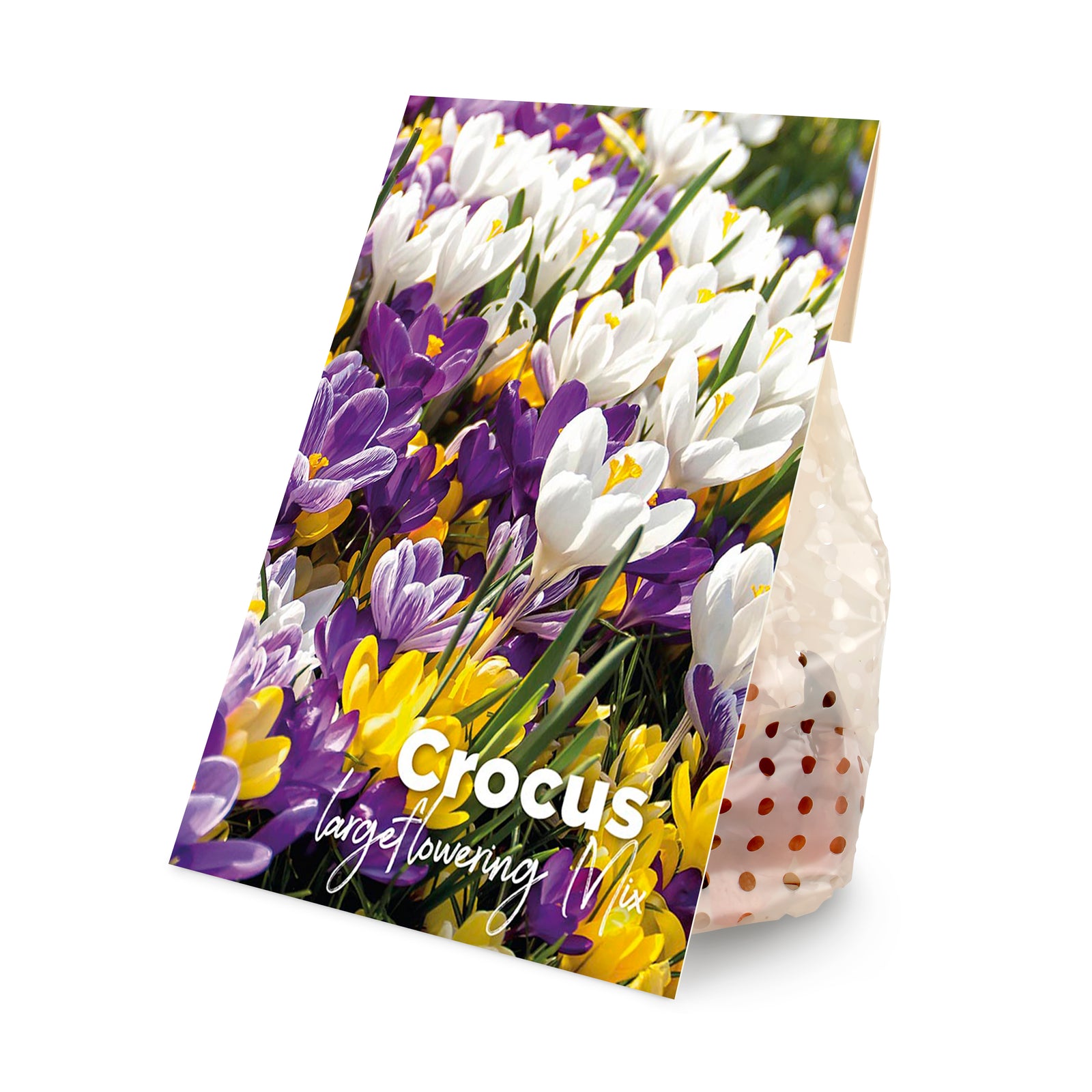 40x Crocus largeflowering Mix (flower bulbs)