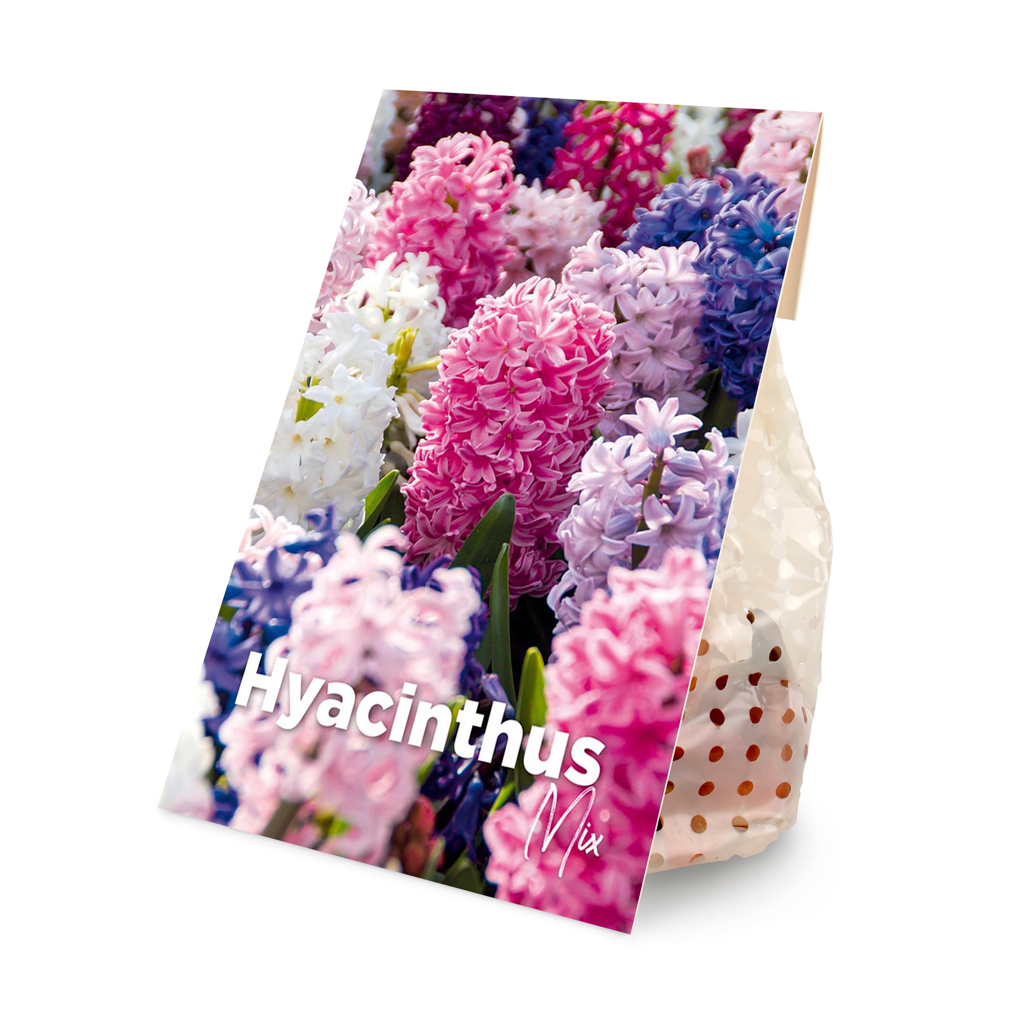 10x Hyacinthus Mix (flower bulbs)
