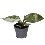 Philodendron Red Anderson P6 H10
