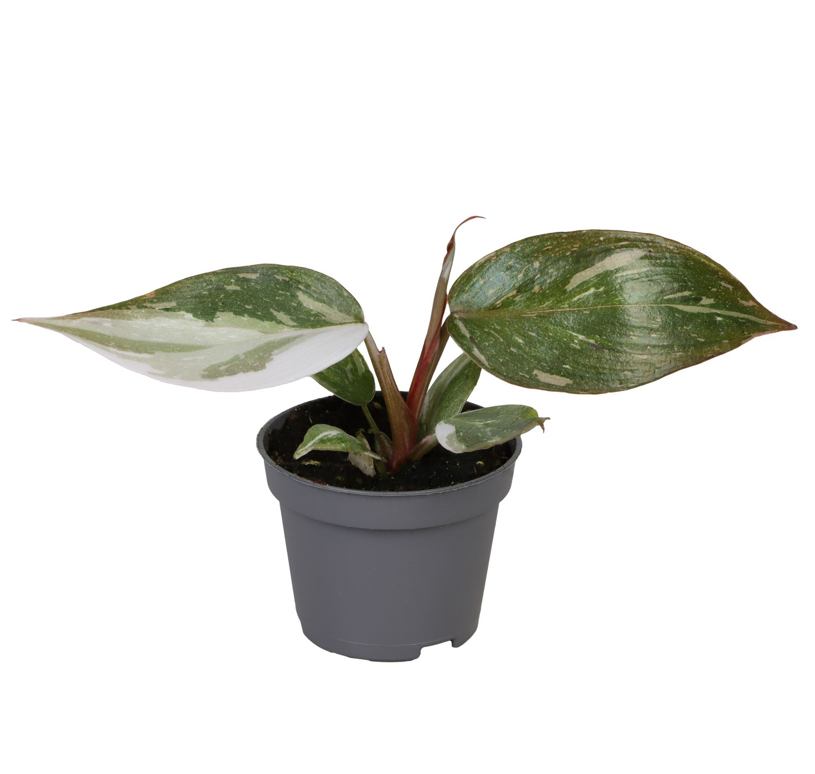 Philodendron Red Anderson P6 H10