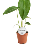 Anthurium Peltigerum P12 H35