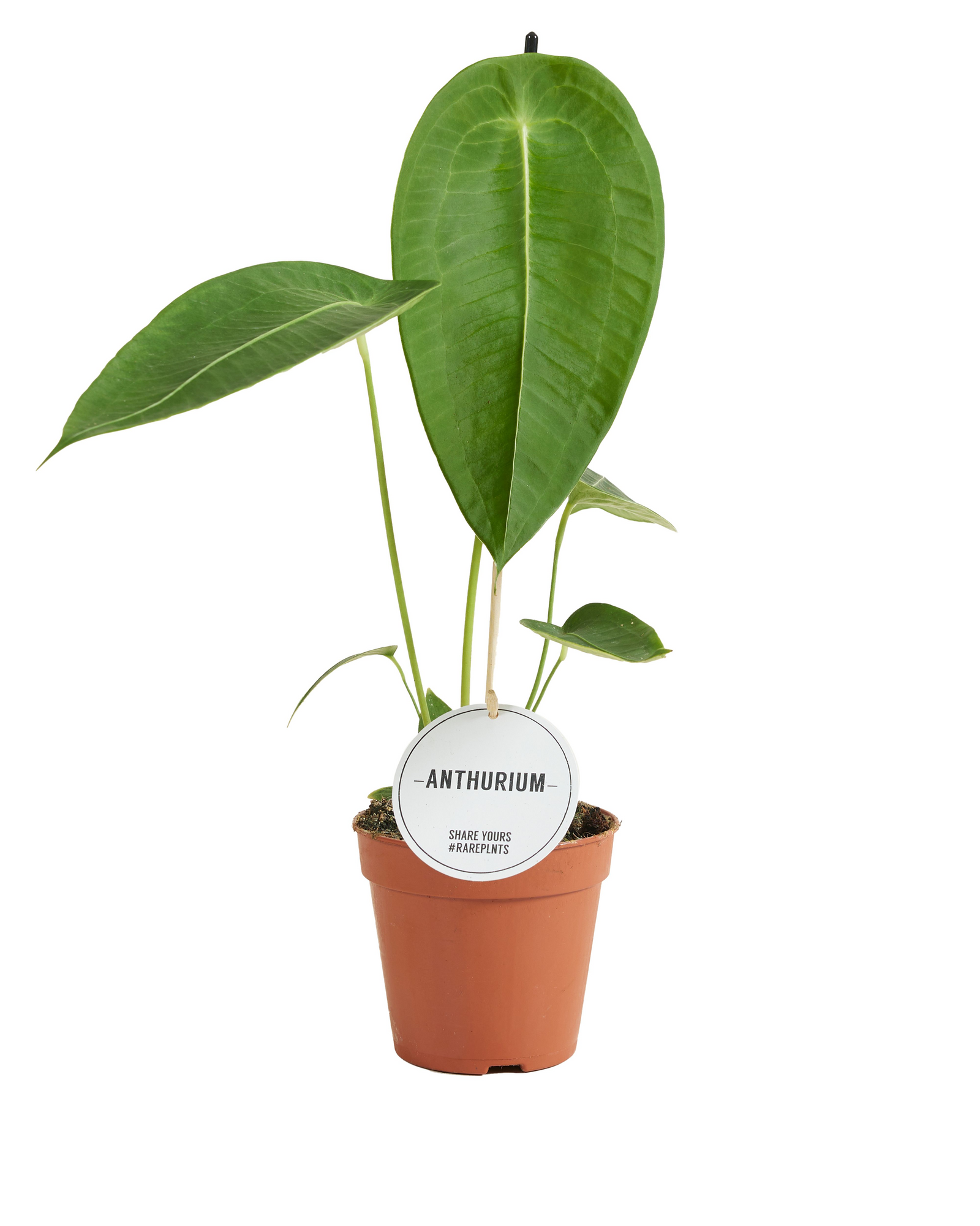 Anthurium Peltigerum P12 H35