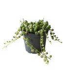 Senecio Herreianus Variegata P6 H20