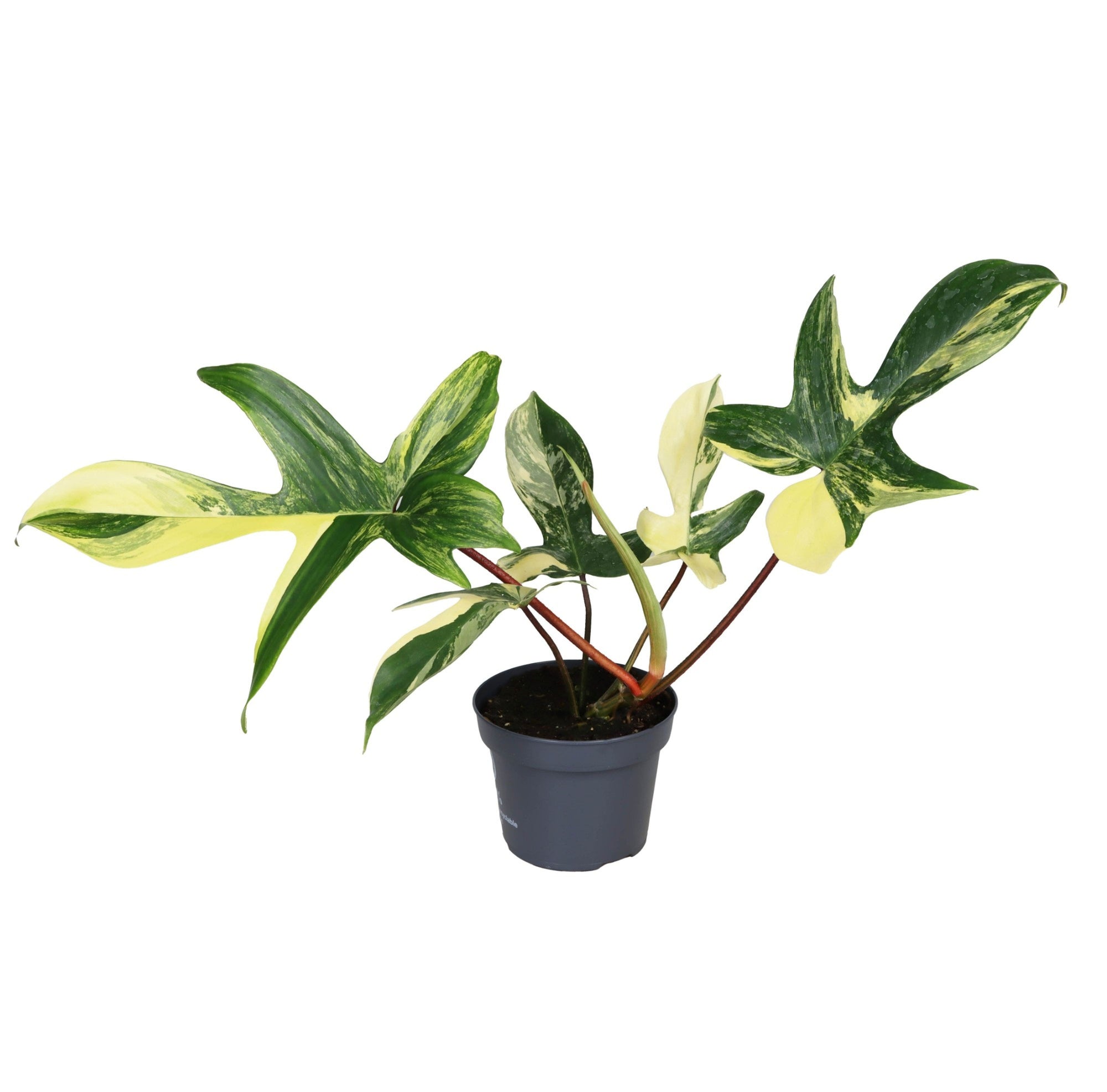 Philodendron Florida Beauty P12 H20
