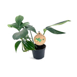 Philodendron Dragon Tail P12 H20