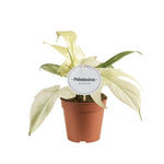 Philodendron Florida Ghost P12 H25